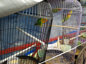 Java - bird market malang