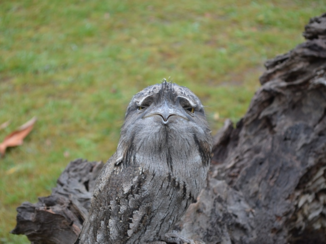 333travel - Vreemde vogel