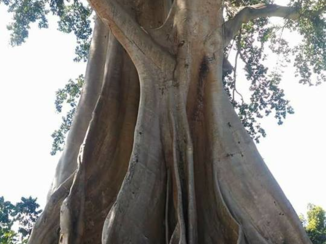 Bali - Imposante oude boom. Links onder sta ik.