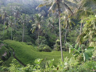 Bali - Rijstvelden