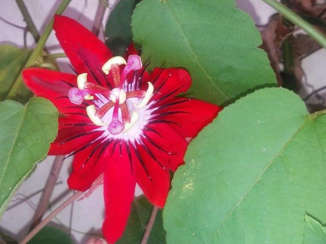 Bali - De mooiste bloemen in de vrije natuur.