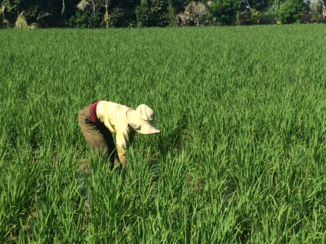 Bali - Rijstvrouwtje