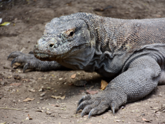 Flores - Komodovaraan!
