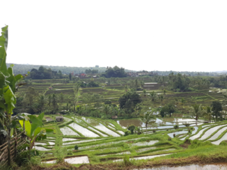 Indonesie - Jatiluwih rijstvelden