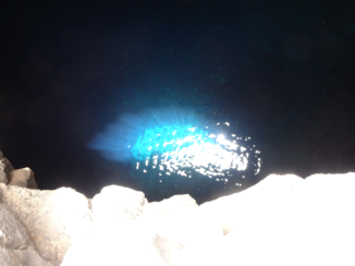 Tui - Blue eye