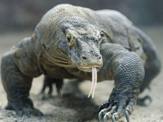 Indonesie - Komodo vraraan