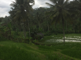 Bali - de rijstvelden.