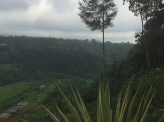 Bali - de rijstvelden.