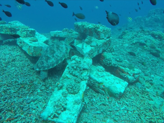 Gili-eilanden - Turtle heaven