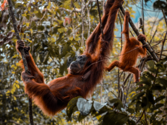 Sumatra - Oerang Oetang in de jungle