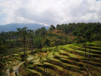Rondreis Indonesië in vier weken - Rijstvelden java