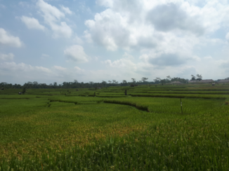 Bali - Rijstvelden