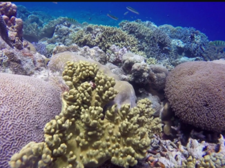 Rondreis Sulawesi - Snorkelen togeans