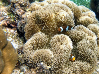 Rondreis Sulawesi - Nemo visjes bij kakadiri island