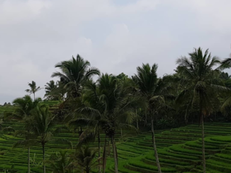 Bali - Rijstenvelden