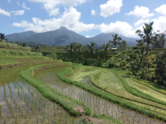 Bali - Rice fields