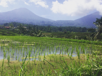 Bali - Jatiluwih