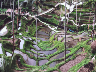 Bali - Rijstvelden ubud