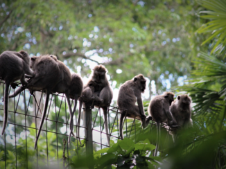 Bali - The guards of Ubud.