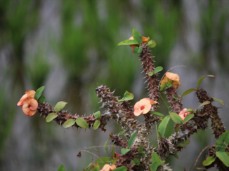 Bali - Flora, Founa & Spiderwebs