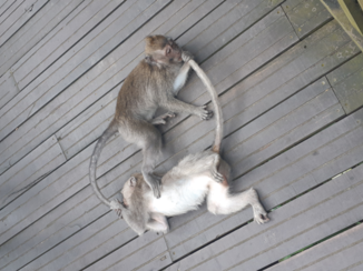Bali - Monkey town