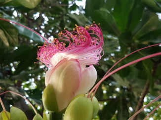 Sulawesi - 1-day flower