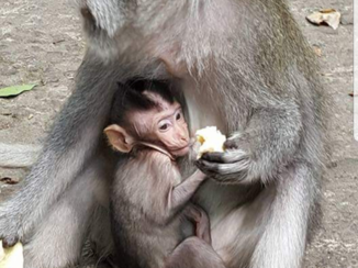 Rondreis Indonesië in vier weken - monky
