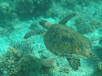 Komodo National Park