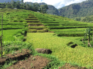 Flores - Rice paddy