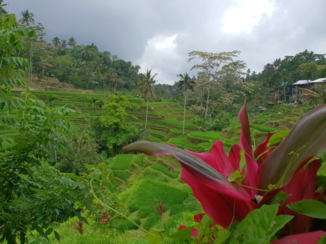Bali - Rijst terrassen