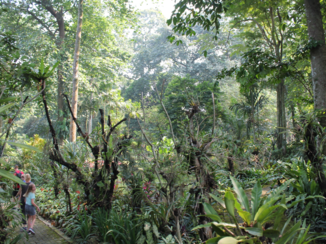 Indonesie - Prachtige natuur
