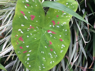 Lombok - Flores groen....