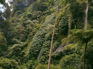 Gunung Rinjani - Nature near tiu kelep waterfall