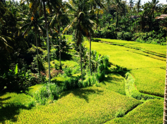 Bali - Rijstvelden