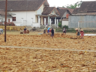 Rondreis Indonesië in vier weken - Tabaksplantage