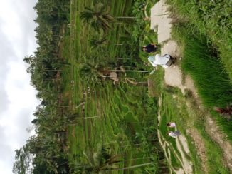 Rondreis Indonesië in vier weken - Theeplantage Ubud