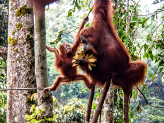 Sumatra - Wildlife Sumatra