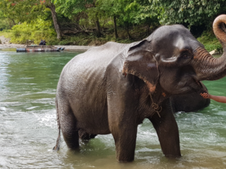 Sumatra - Olifanten in Tangkahan