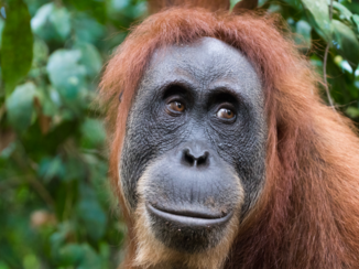 Sumatra - Oeran oetang