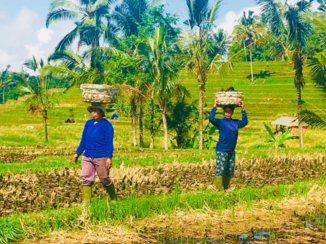 Indonesie - Cyclying through ubud