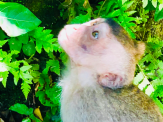Indonesie - Monkey forest