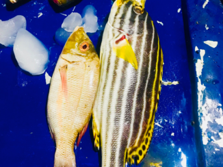 Indonesie - Dinner on the gili ‘s