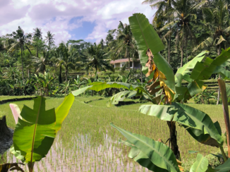 Bali - Sidemen, Bali