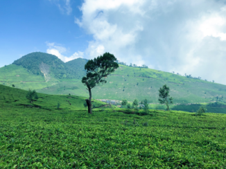 Bandung - Thee plantage