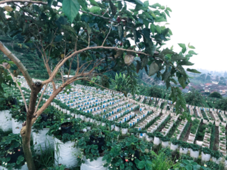 Bandung - Aardbei plantage