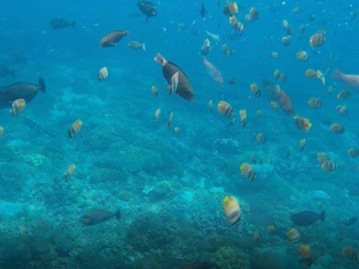Bali - Snorkling in Nusa Penida