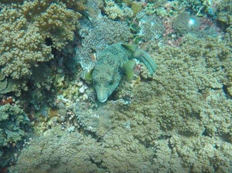 Bali - Snorkling in Nusa Penida