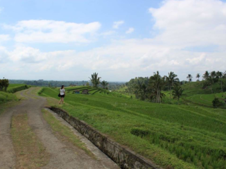 Bali - Ricefields