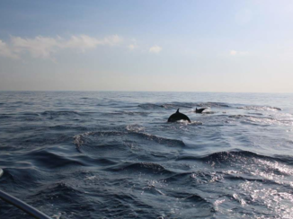 Bali - Dolphin watching in Lovina