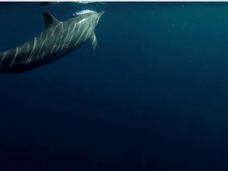 Bali - Dolphin watching in Lovina